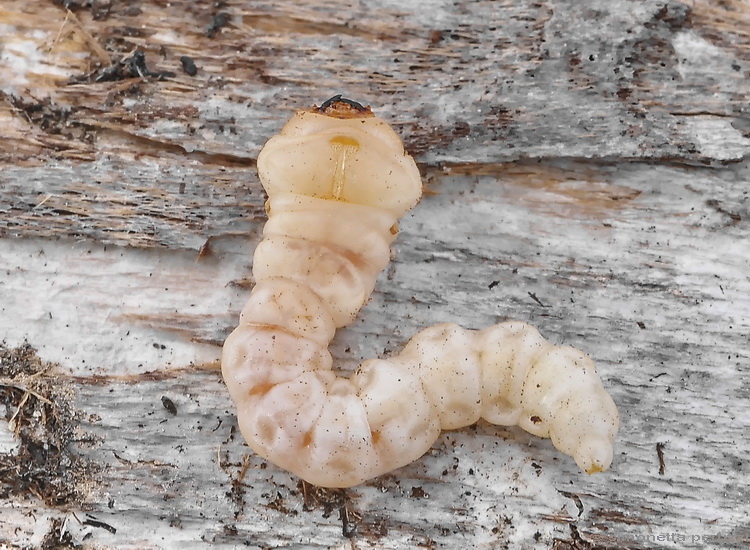 Larva di buprestidae?